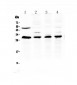 Anti-Bcl-2 Picoband Antibody
